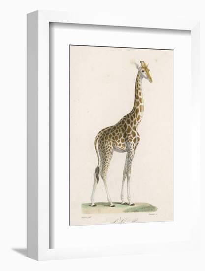 Giraffe-Paul Fournier-Framed Photographic Print