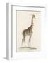 Giraffe-Paul Fournier-Framed Photographic Print