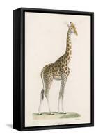 Giraffe-Paul Fournier-Framed Stretched Canvas