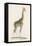 Giraffe-Paul Fournier-Framed Stretched Canvas