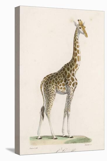 Giraffe-Paul Fournier-Stretched Canvas