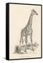 Giraffe-null-Framed Stretched Canvas