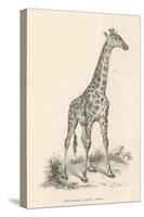 Giraffe-null-Stretched Canvas