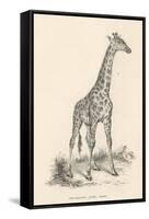 Giraffe-null-Framed Stretched Canvas