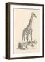 Giraffe-null-Framed Photographic Print