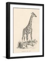 Giraffe-null-Framed Photographic Print