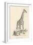 Giraffe-null-Framed Photographic Print