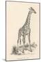 Giraffe-null-Mounted Photographic Print