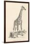 Giraffe-null-Framed Photographic Print