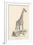 Giraffe-null-Framed Photographic Print