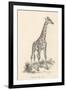 Giraffe-null-Framed Photographic Print