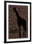 Giraffe-Ikuko Kowada-Framed Giclee Print