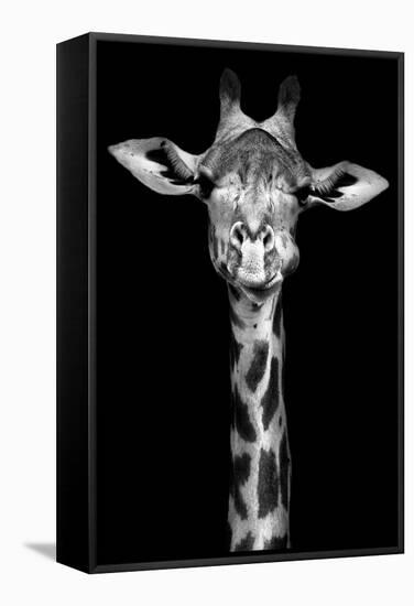 Giraffe-Incado-Framed Stretched Canvas