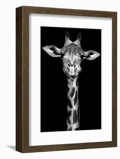 Giraffe-Incado-Framed Photographic Print