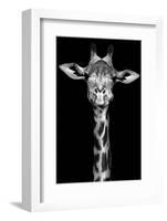 Giraffe-Incado-Framed Photographic Print