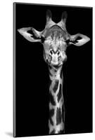 Giraffe-Incado-Mounted Photographic Print