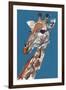 Giraffe-Mark Adlington-Framed Giclee Print