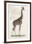 Giraffe-null-Framed Art Print