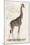 Giraffe-null-Mounted Art Print