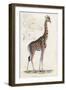 Giraffe-null-Framed Art Print