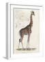 Giraffe-null-Framed Art Print