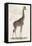 Giraffe-null-Framed Stretched Canvas