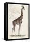 Giraffe-null-Framed Stretched Canvas