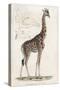 Giraffe-null-Stretched Canvas