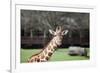 Giraffe-Carol Highsmith-Framed Art Print