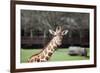 Giraffe-Carol Highsmith-Framed Art Print