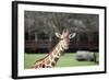 Giraffe-Carol Highsmith-Framed Art Print