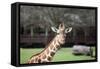 Giraffe-Carol Highsmith-Framed Stretched Canvas