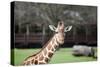 Giraffe-Carol Highsmith-Stretched Canvas