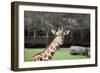 Giraffe-Carol Highsmith-Framed Art Print