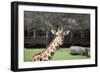 Giraffe-Carol Highsmith-Framed Art Print