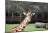 Giraffe-Carol Highsmith-Mounted Art Print