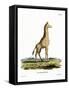 Giraffe-null-Framed Stretched Canvas