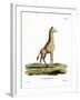 Giraffe-null-Framed Giclee Print