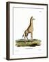 Giraffe-null-Framed Giclee Print