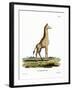 Giraffe-null-Framed Giclee Print