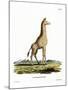 Giraffe-null-Mounted Giclee Print