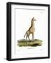 Giraffe-null-Framed Giclee Print