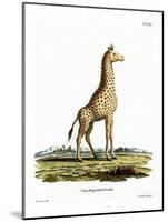 Giraffe-null-Mounted Giclee Print
