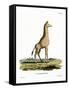 Giraffe-null-Framed Stretched Canvas