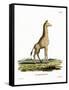 Giraffe-null-Framed Stretched Canvas