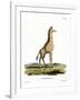 Giraffe-null-Framed Giclee Print