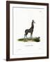 Giraffe-null-Framed Giclee Print