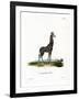 Giraffe-null-Framed Giclee Print