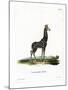 Giraffe-null-Mounted Giclee Print