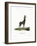 Giraffe-null-Framed Giclee Print